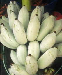ภาพที่ 2 กล้วยน้ำว้ามะลิอ่องไส้ขาว.jpg