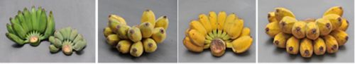 9 กล้วยเล็บช้างกุด3.jpg