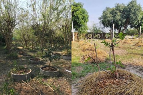 2 สวนมะนาวและตัวอย่างสวนมะกรูดในสวนสุวรรณปรางทอง.jpg